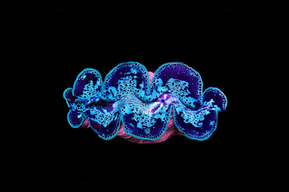 Amazing colorful maxima clam - (Tridacna maxima)